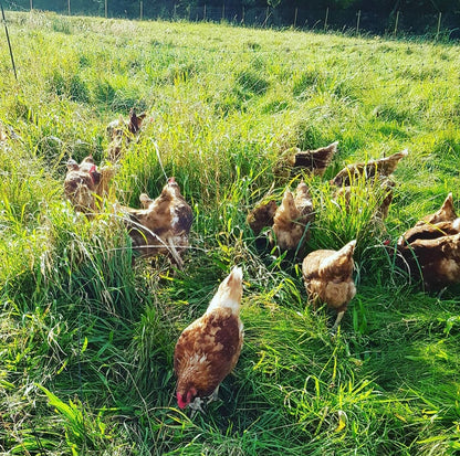 Whole Chicken raised on pasture(pre order delivery june 10th ish)